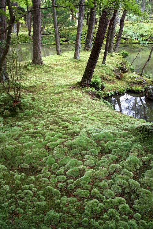 綠色毛茸茸的青苔看起來非常柔軟。(圖片來源／4travel)