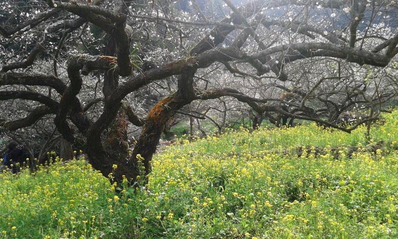 來到烏松崙除了可以欣賞粉白梅花底下還有金黃色油菜花。(圖片來源／烏松崙森林渡假營【石家梅園】)