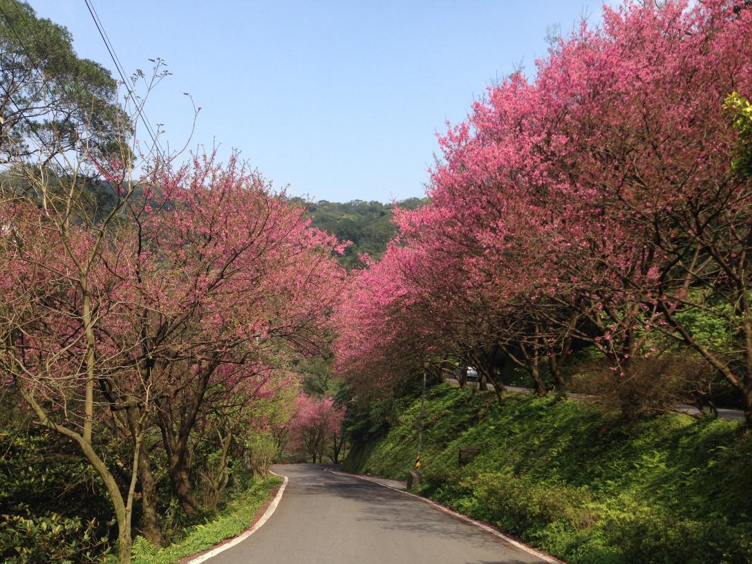 三芝區櫻花大道。(圖片來源／農業局)