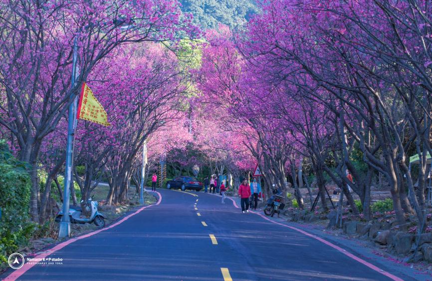 每到花季，復興三路一帶粉嫩櫻花大道總讓人流連忘返。(圖片來源／台北市大地處）