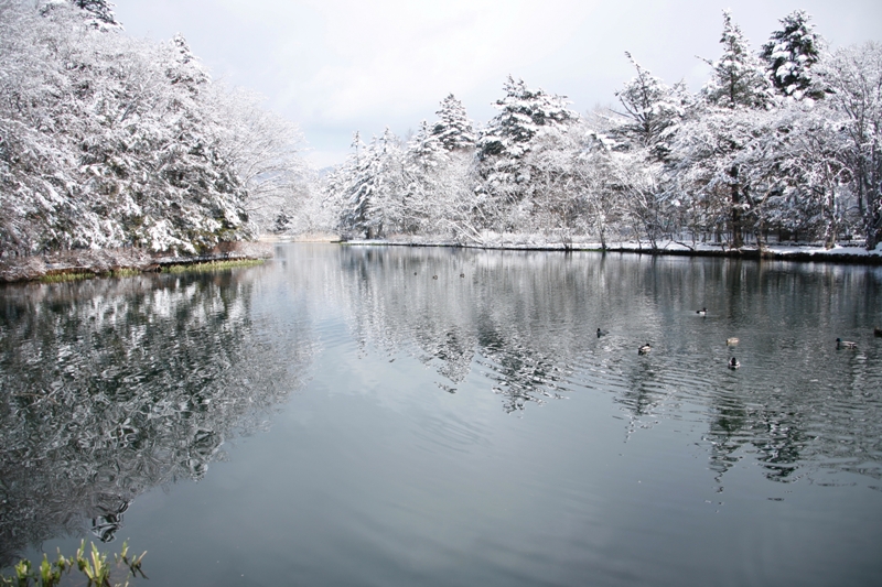 冬季雲場池，池水倒映銀白雪景，充滿奇幻美感。(圖片來源／Hotel Tsuruya)