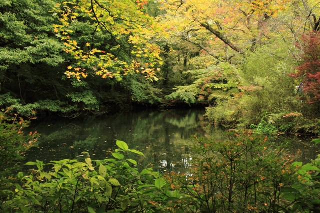 湖畔青草。(圖片來源／Hotel Tsuruya)