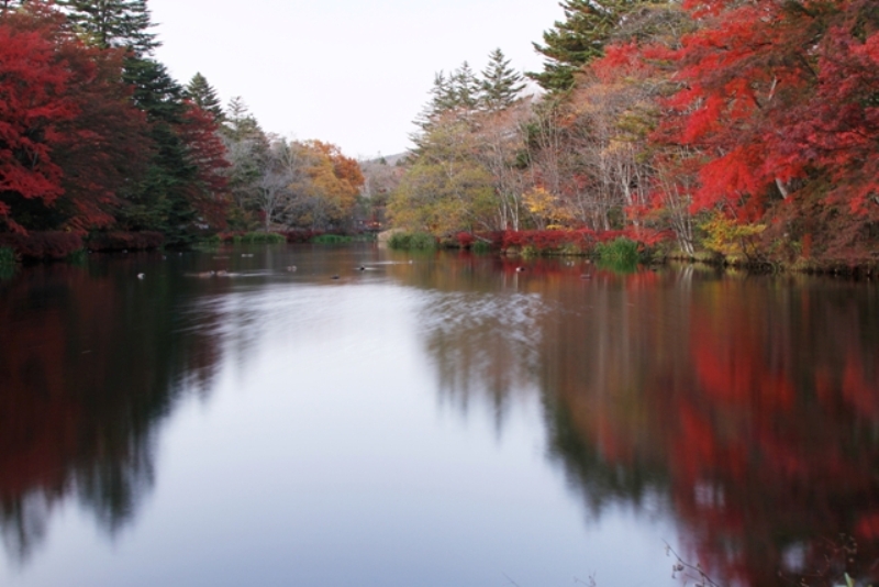 秋天楓槭變色，繽紛了池水色彩。(圖片來源／Hotel Tsuruya)