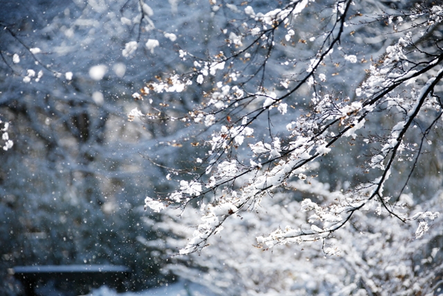 白雪紛飛，雲場池如仙境般美麗。(圖片來源／Hotel Tsuruya)