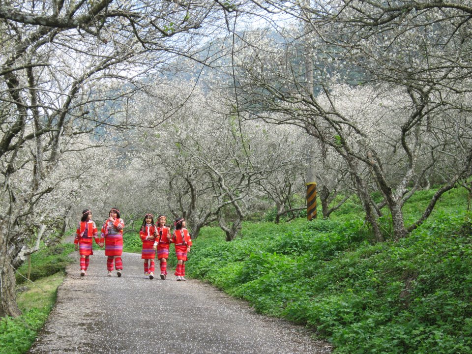 中原部落上千株老梅樹盛開彷彿置身仙境。(圖片來源／走進南投）