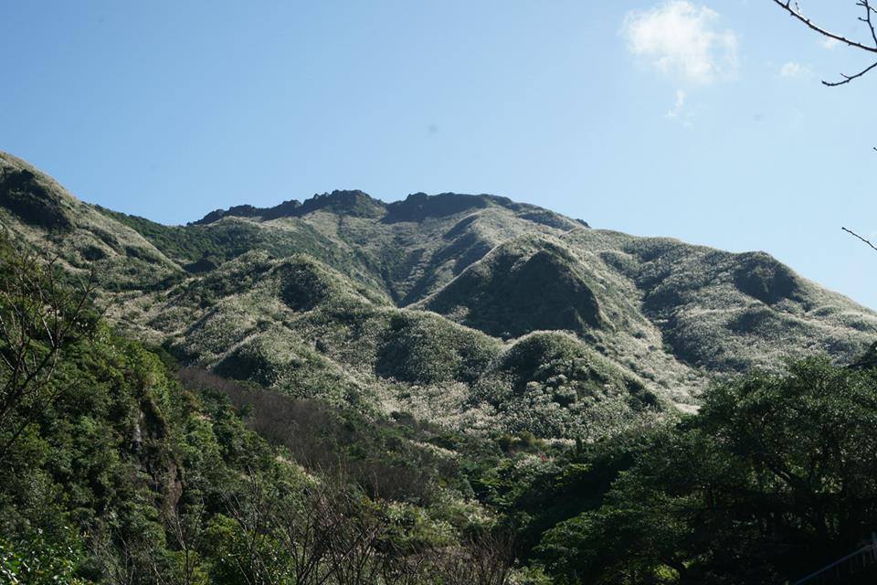 滿山的芒花毯景色，美不勝收。(圖片來源／新北市立黃金博物館）