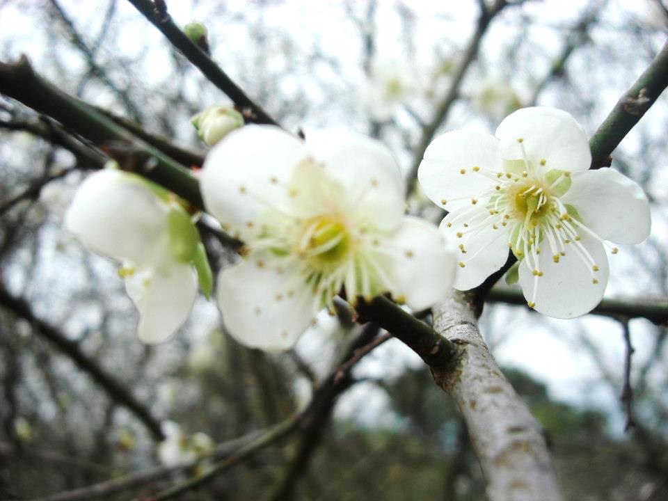 梅山公園園內約有將近3000株梅樹。(圖片來源／台3明珠-梅山公園)