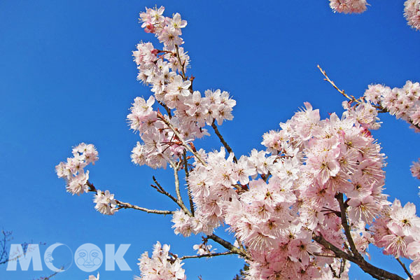 春櫻盛開，幸福滿載。（圖片提供／林務局嘉義林區管理處）