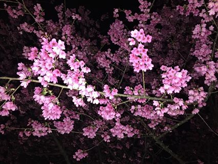 今年新北市首次舉辦賞夜櫻活動。（圖片來源／賞花快報）