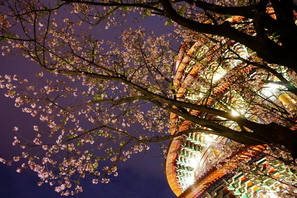 每到初春，天元宮櫻花景致總吸引了大批遊客前往欣賞。(圖片來源／淡水天元宮花況報導)