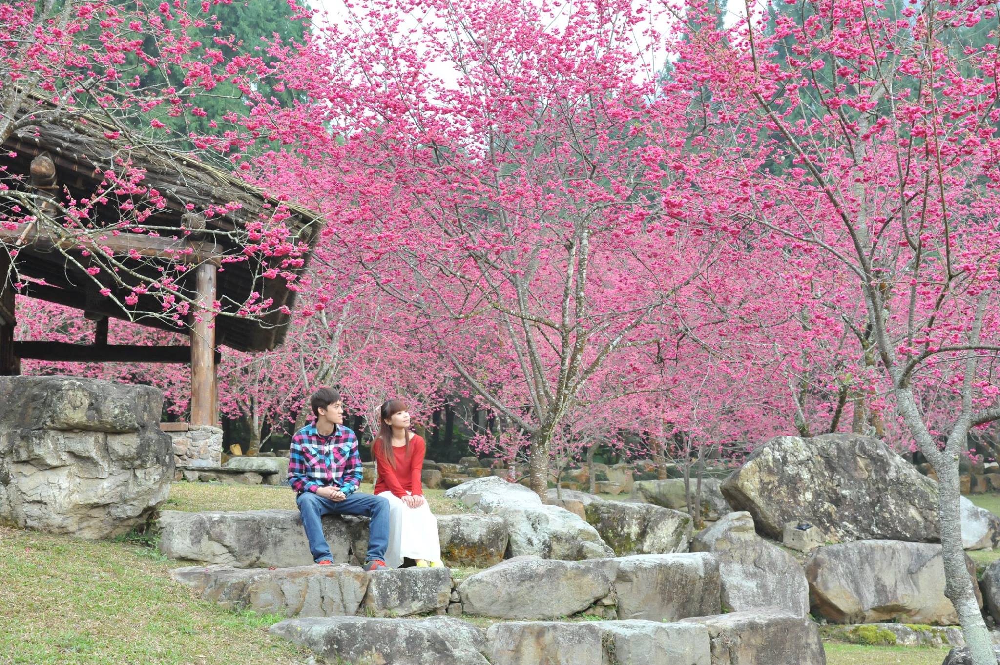 九族櫻花祭今年從1月31日開始。(圖片來源／九族櫻花祭)
