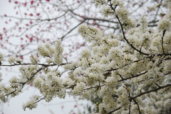 草坪頭櫻花祭1月22日開跑。(圖片來源／信義鄉觀光魅力據點服務網）