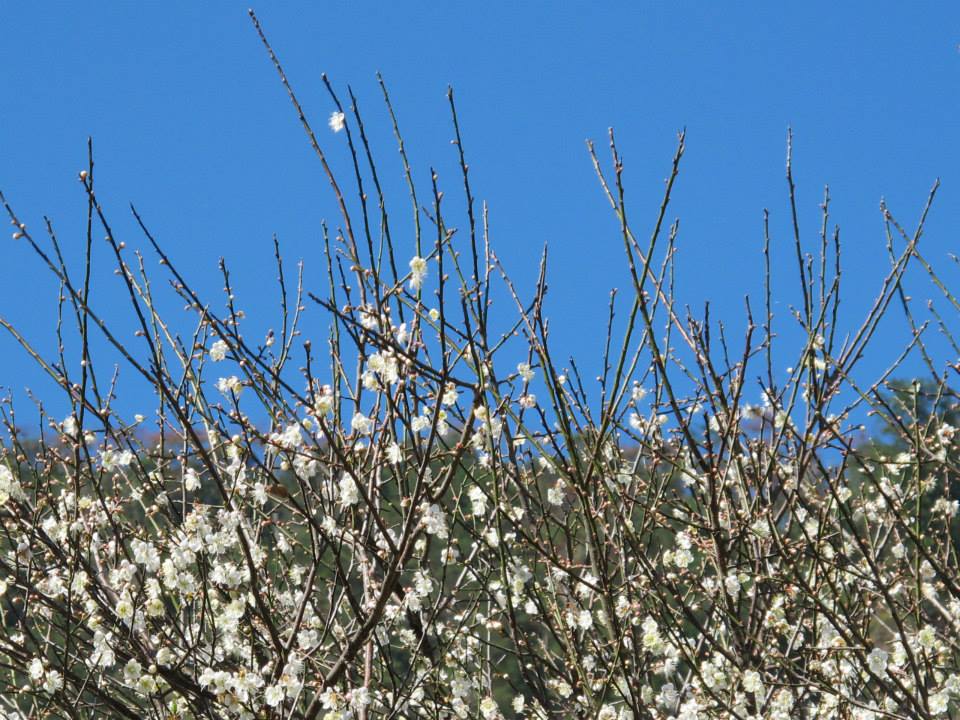 粉嫩白花與湛藍天空多層次的色塊堆疊風景。(圖片來源／泰雅渡假村)