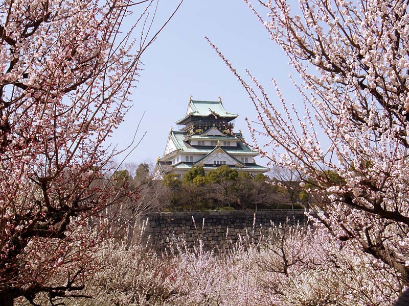 大阪城公園，梅花滿載。(圖片來源／osakapark)