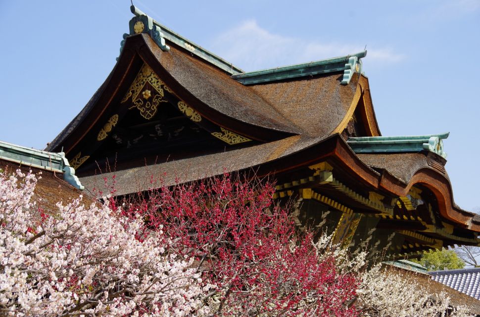 北野天滿宮滿花盛開，梅花擁簇。(圖片來源／japantravel)