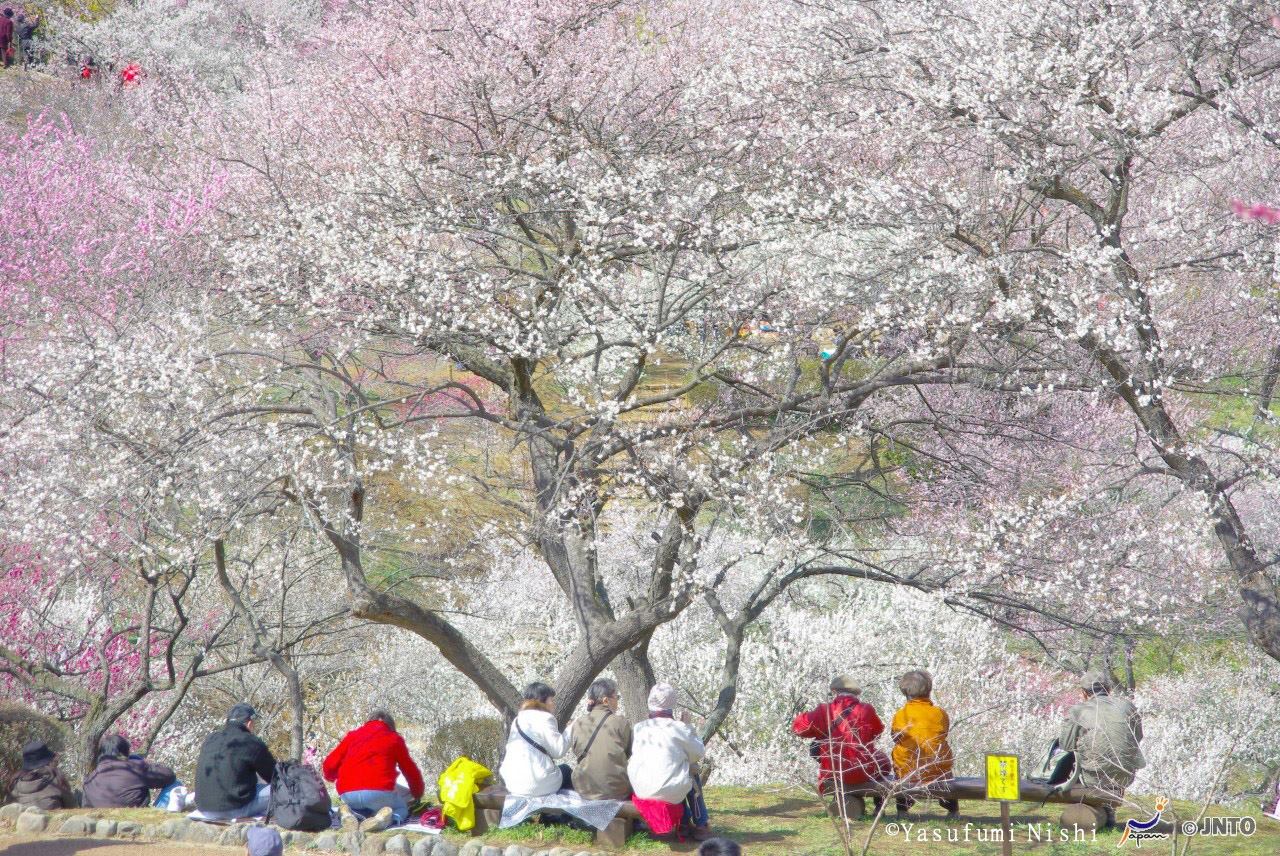 吉野梅鄉滿花盛開，梅花擁簇。(圖片來源／JNTO)