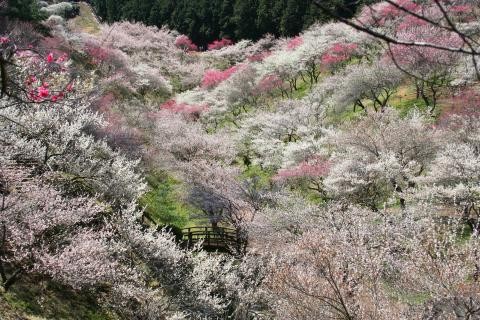 滿山遍野的梅花開滿吉野山頭。(圖片來源／青梅市)