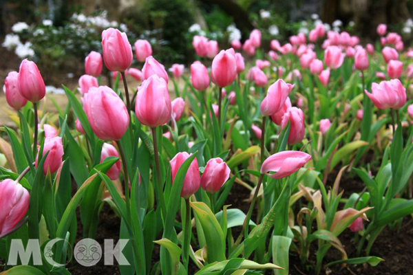 鬱金香花海。（圖片提供／林務局嘉義林區管理處）