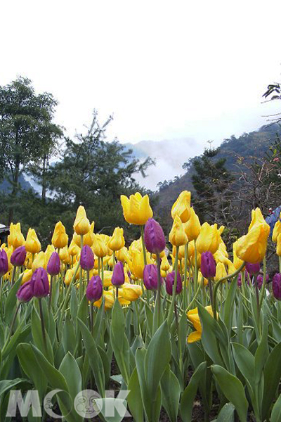 桃源仙谷鬱金香花海。（圖片提供／林務局嘉義林區管理處）