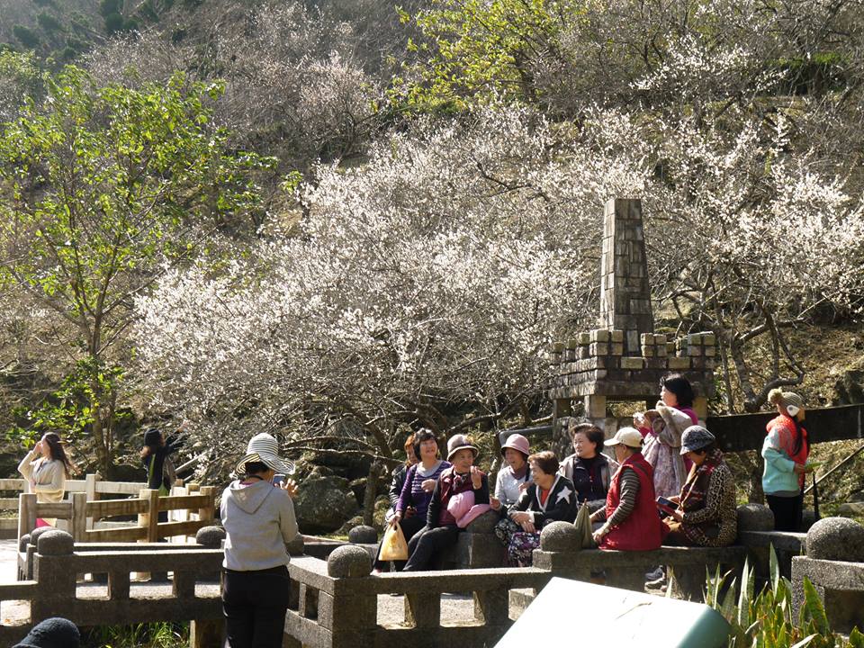 桃園石門水庫、角板山梅花綻放。(圖片來源／愛ㄑ桃)