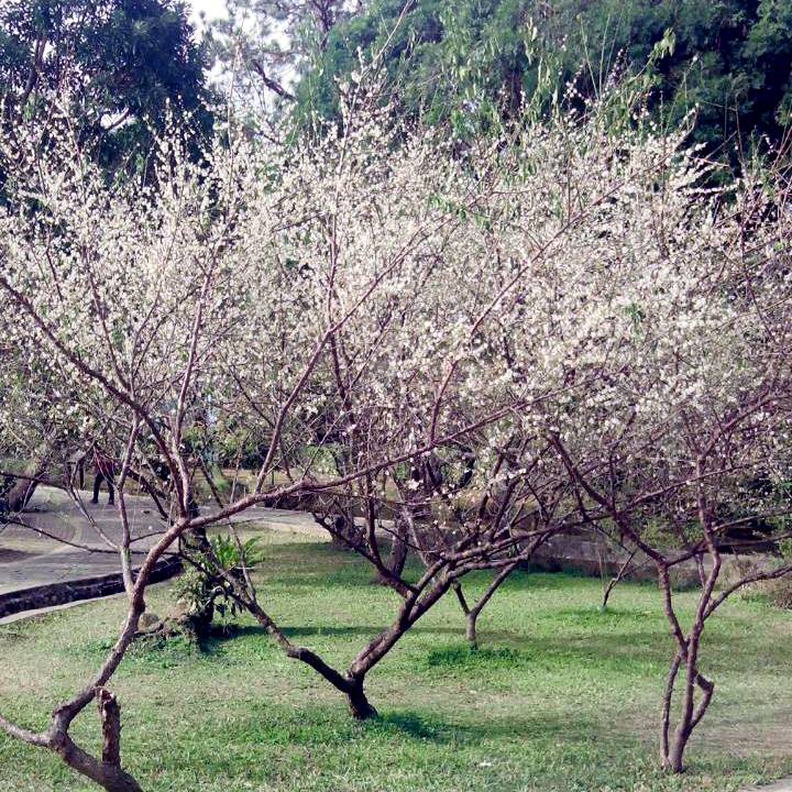 把握花季尾聲，趕快來遊賞角板山梅花。(圖片來源／愛ㄑ桃)