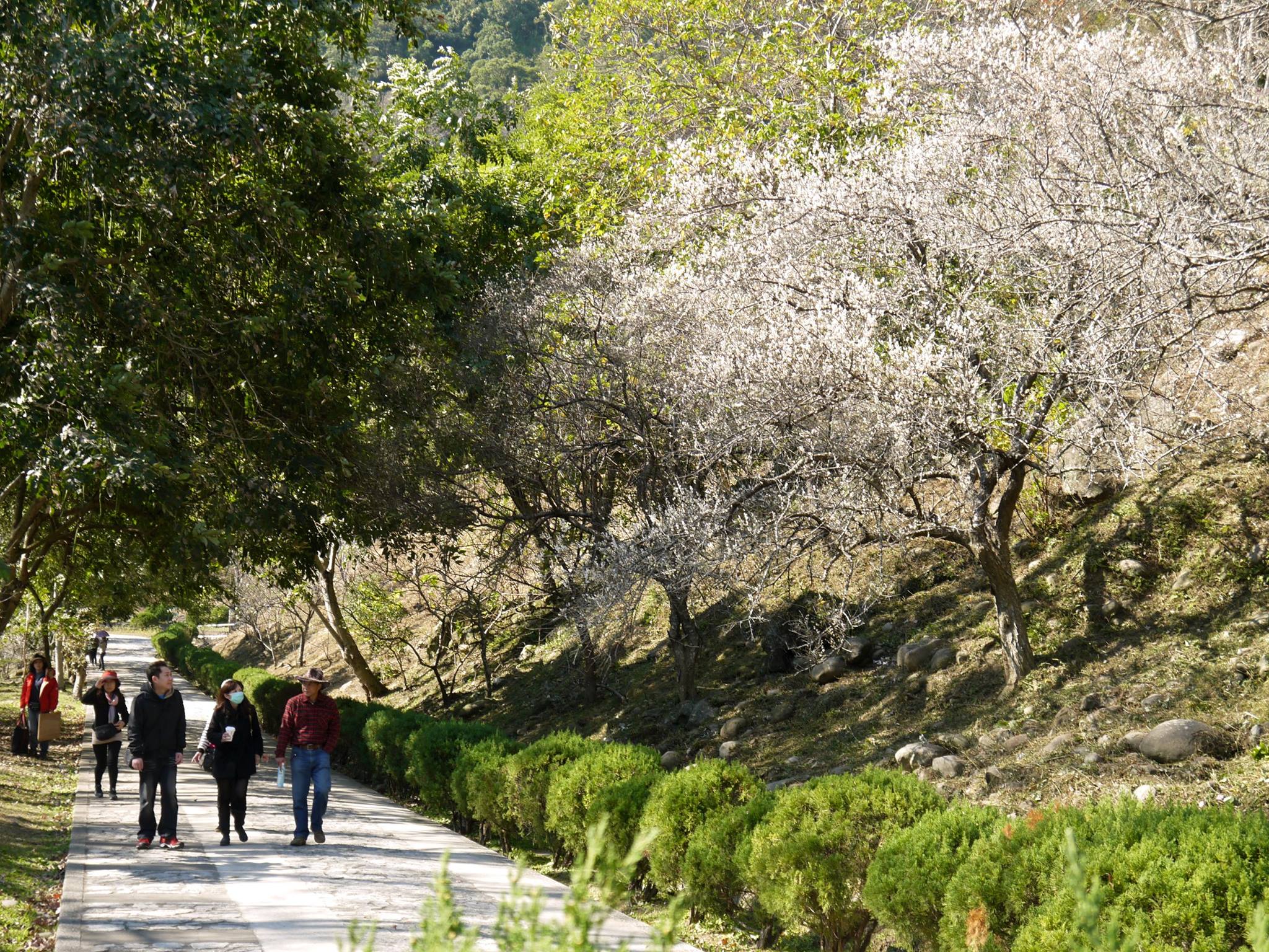 石門水庫沿途梅花盛開。(圖片來源／愛ㄑ桃)