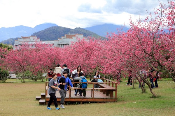 暨南大學公頃大片綠草地還有粉色八重櫻林，充滿春天氣息。(圖片來源／暨南大學)