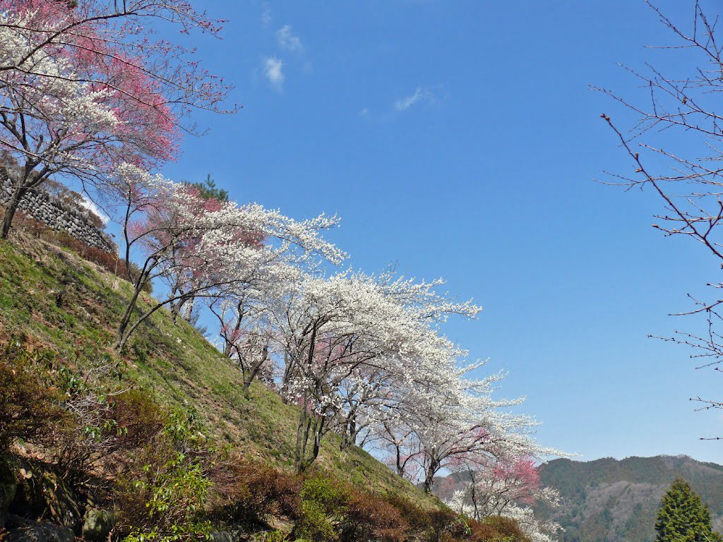 梅鄉梅樹依山勢而生。(圖片來源／panoramio)