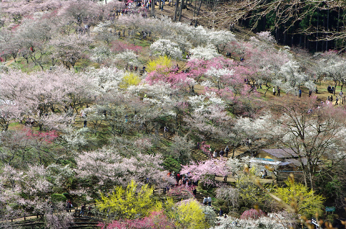 吉野梅鄉花期較晚，來到東京除了賞櫻也可以來這裡賞梅。(圖片來源／motorradna)