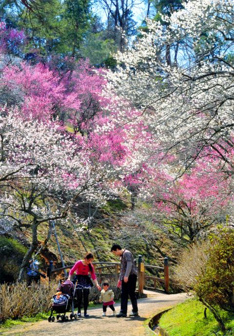 美不勝收的花景，吸引了許多遊人前往。(圖片來源／city.ome.tokyo)