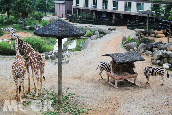 多多接觸不同形式的旅遊，讓孩子看見更廣闊的世界。(圖片提供／時報旅遊)