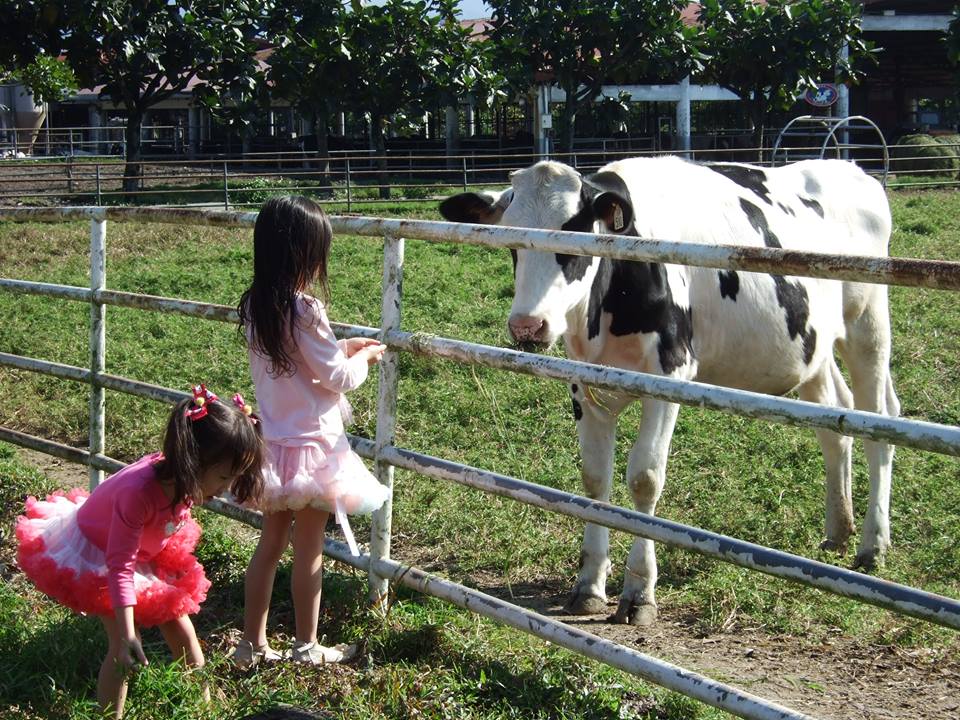 園區內可以體驗餵食小乳牛的活動。(圖片來源／花蓮新光兆豐休閒農場）