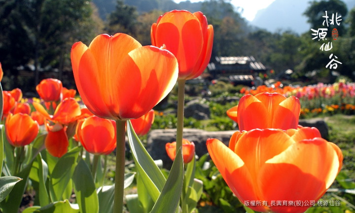 每到1月份正式桃源仙谷鬱金香花海盛開的季節。(圖片來源／桃源仙谷）