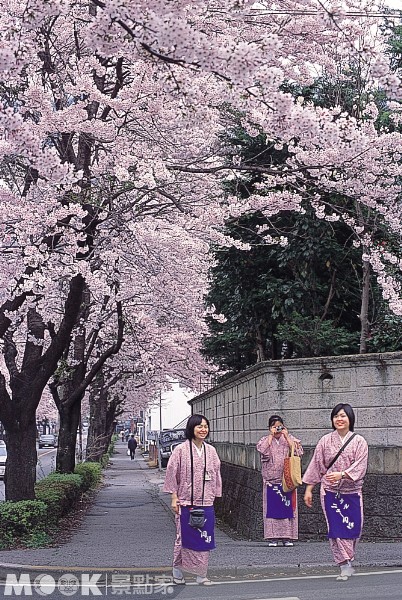 每到4月份，於鬼怒川溫泉街頭隨處可見各種櫻花盛開。(圖片提供／墨刻編輯部)