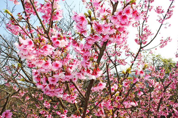 24日於石碇二格公園舉辦賞櫻茶事活動。（圖片來源／賞花快報）