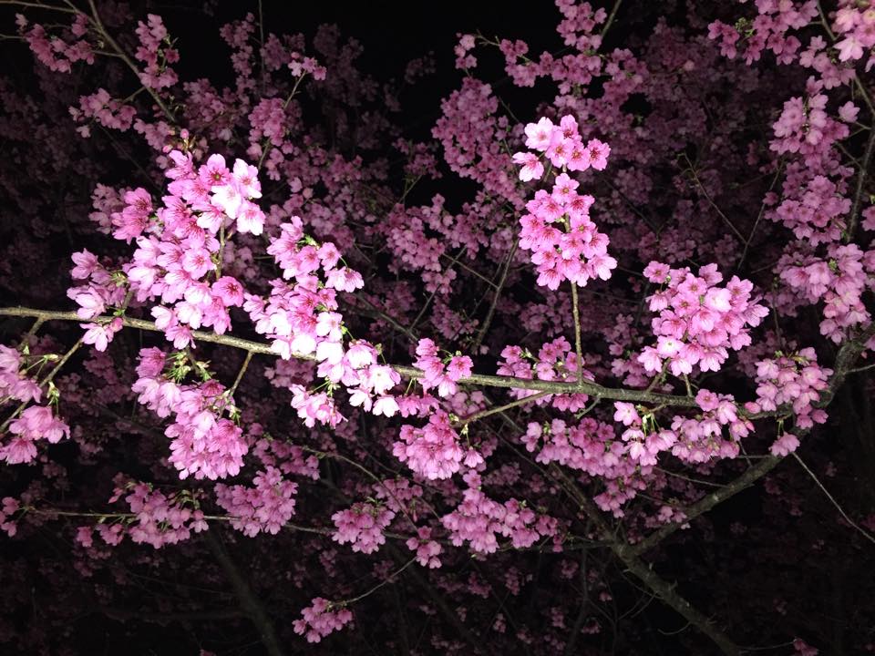 今年烏來是辦賞夜櫻活動。（圖片來源／賞花快報）