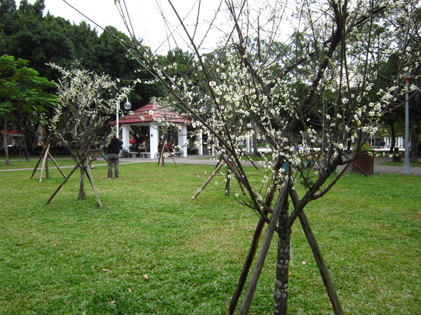 民生公園。(圖片來源／台北市公園處)