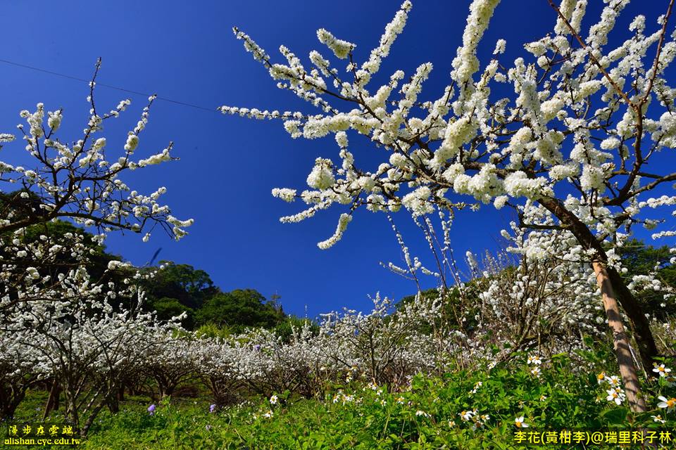 阿里山李花盛開。(圖片提供／漫步在雲端的阿里山)