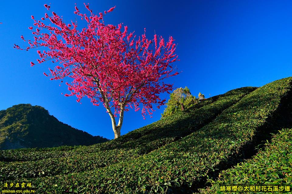 花石溪步道緋寒櫻盛開。(圖片提供／漫步在雲端的阿里山)