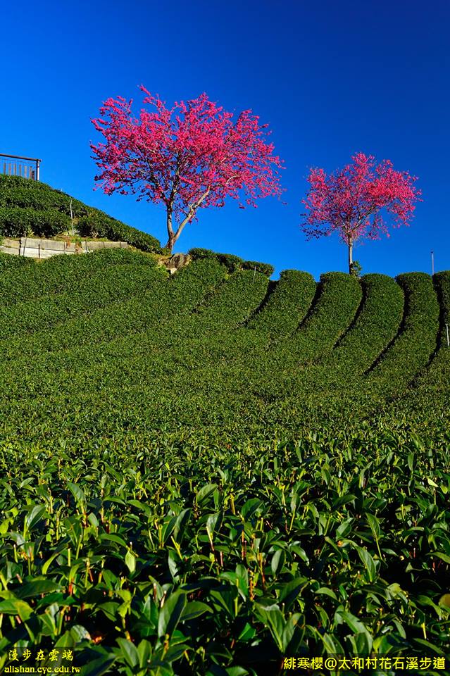 緋寒櫻與翠綠茶園風景相映成輝，顏色飽滿美麗。(圖片提供／漫步在雲端的阿里山)