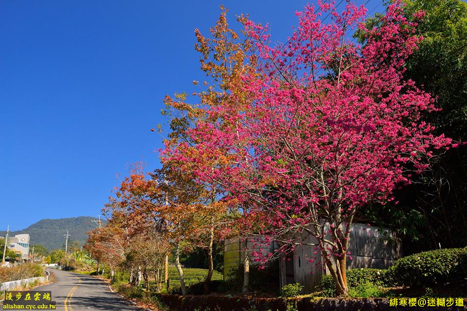 迷糊步道緋寒櫻美麗綻放。(圖片提供／漫步在雲端的阿里山)