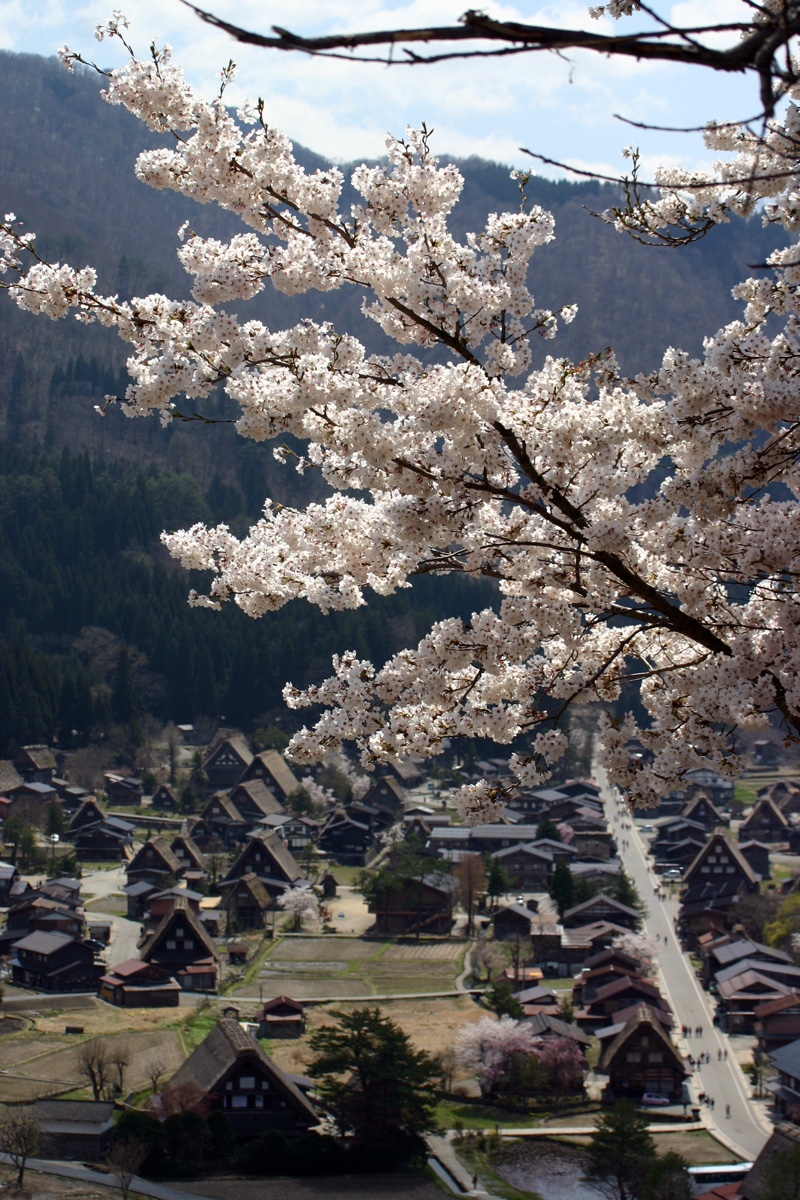 櫻花綻放，點綴合掌村田園景色。(圖片來源／shirakawa-go.gifu)