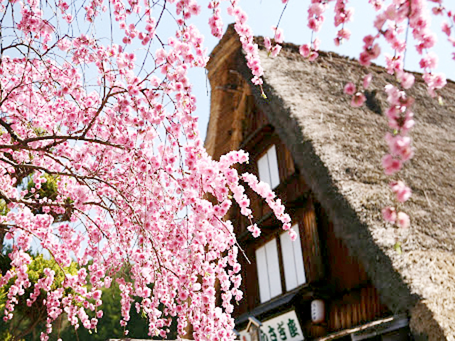 粉色的櫻花景致，讓合掌村多了點溫柔的美。(圖片來源／shirakawa-go.gifu)
