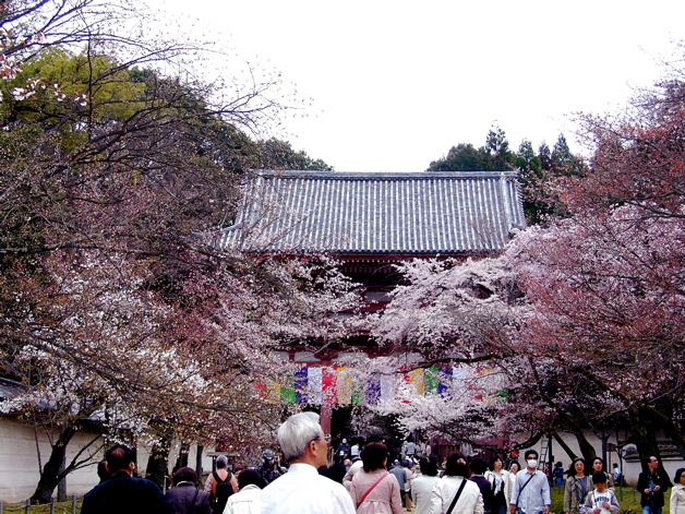 每年櫻花季是醍醐寺一年中最熱鬧的時候。(圖片來源／higemakura）