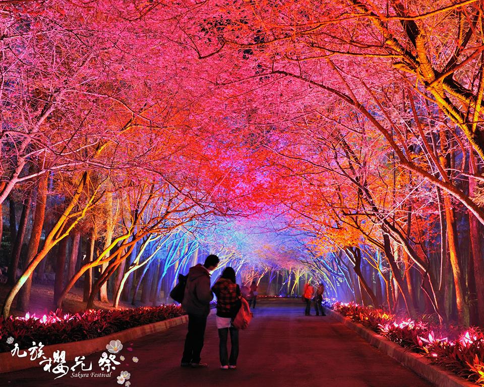 九族櫻花祭夜櫻八景-櫻花彩虹。(圖片來源／九族櫻花祭)