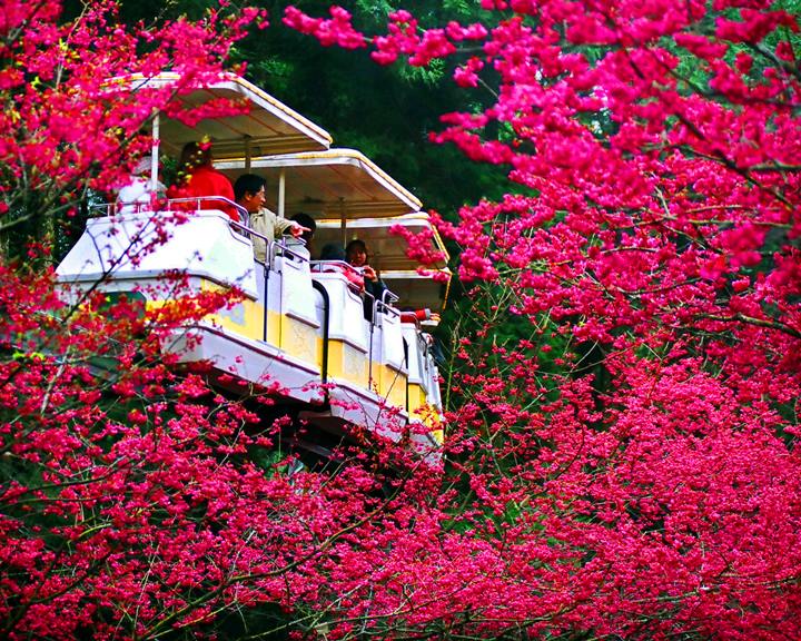 坐著空中電車，欣賞園區美景。(圖片來源／九族櫻花祭)