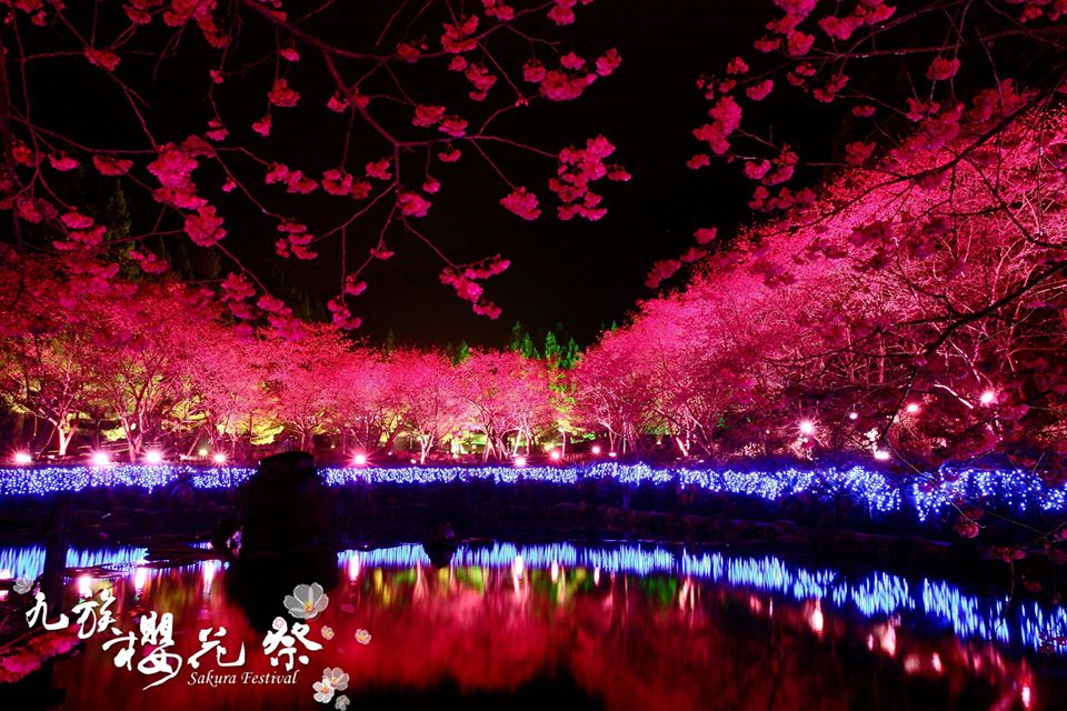 九族櫻花祭夜櫻八景之一 繽紛櫻湖。(圖片來源／九族櫻花祭)