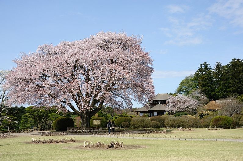 梅花綻放，宣告日本春天的到來。(圖片來源／travel.jpwind)
