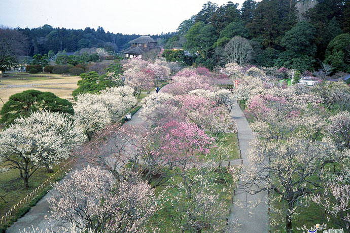 偕樂園與金澤兼六園、岡山縣的後樂園齊名，並列為日本三名園。(圖片來源／koen.pref)