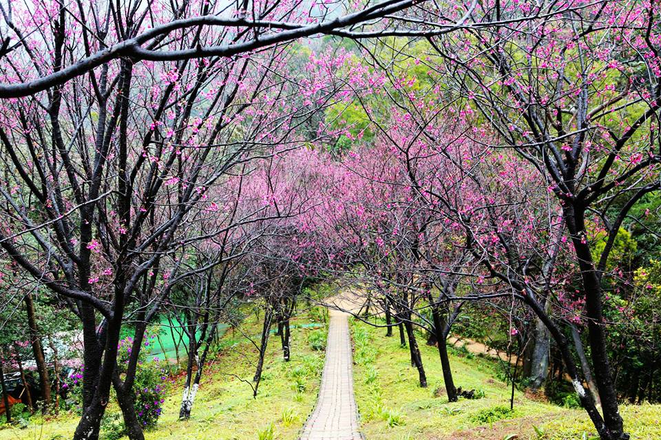 太極嶺櫻花步道，像是前往某個仙境的小道。(圖片來源／太極嶺)